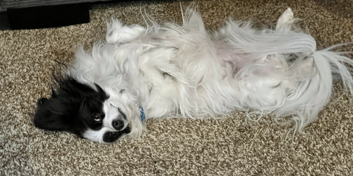 Belly-Up by Boo Bear Hatcher